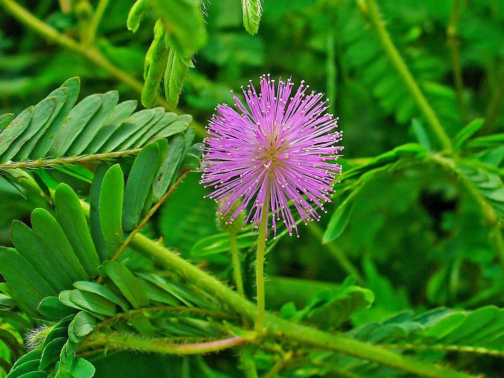 Mimosa Pudica